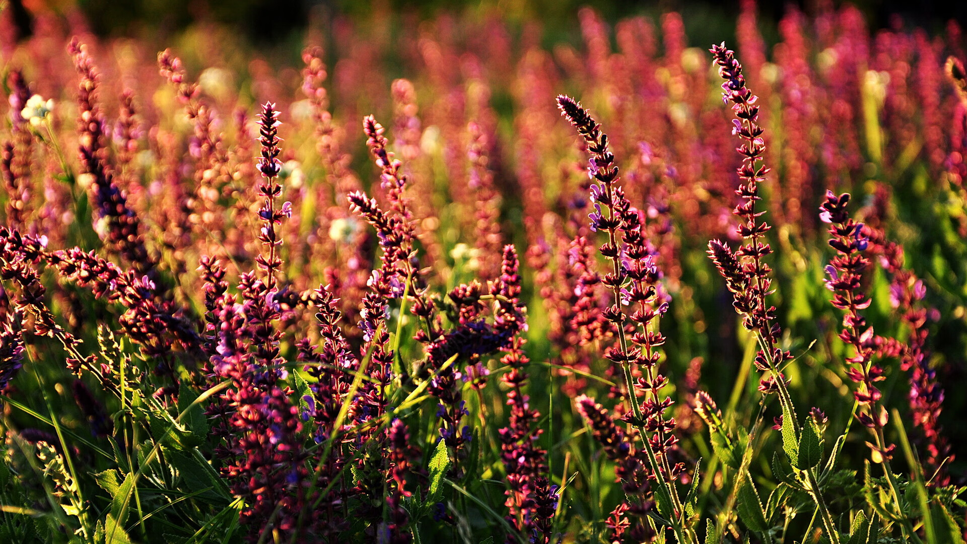 开云电竞平台-“英超战场火热，追逐冠军不言放弃”，英超争4
