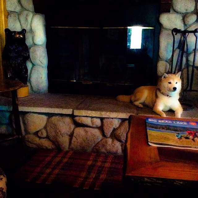 开云·体育官方网站入口-大型森林高空绳索探索，刺激十足的极限体验，高空绳索训练架